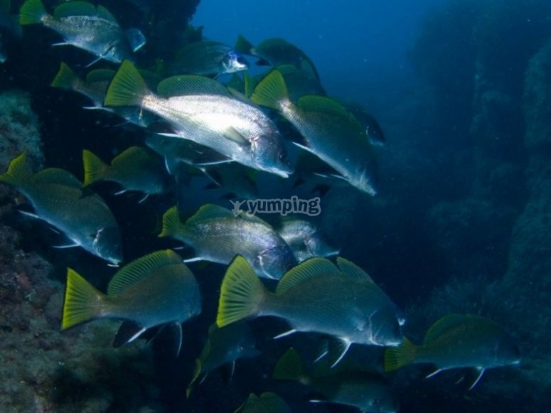 Descubre la fauna almeriense Descubre la fauna almeriense